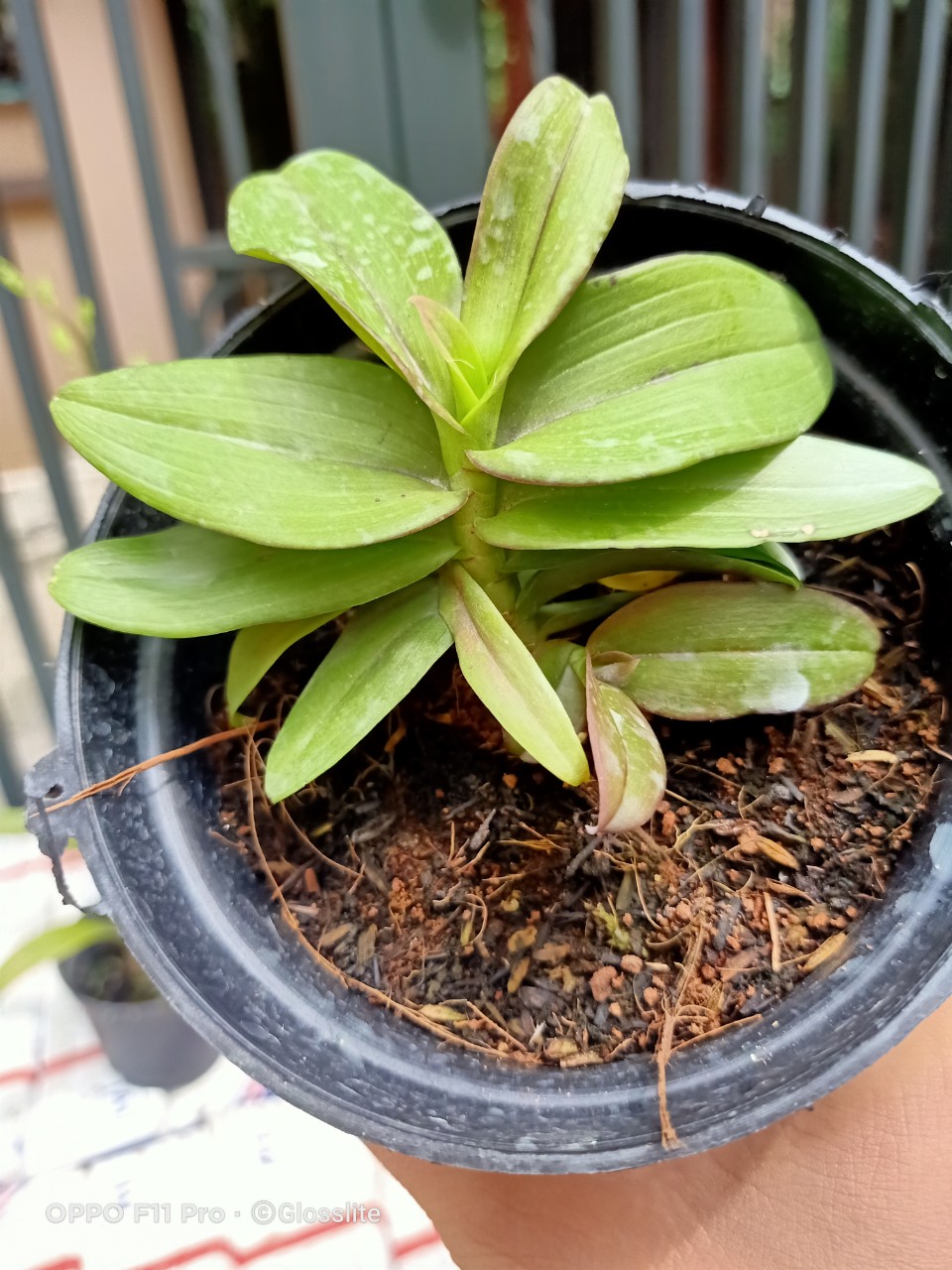 Siêu Phi Điệp Di Linh Tam Bố
