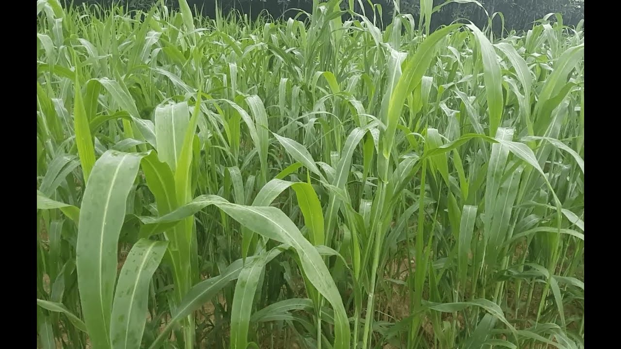 100g Hạt giống cỏ chăn nuôi Sudan lai
