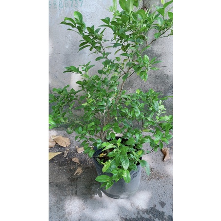 Chanh Tứ Quý Lớn