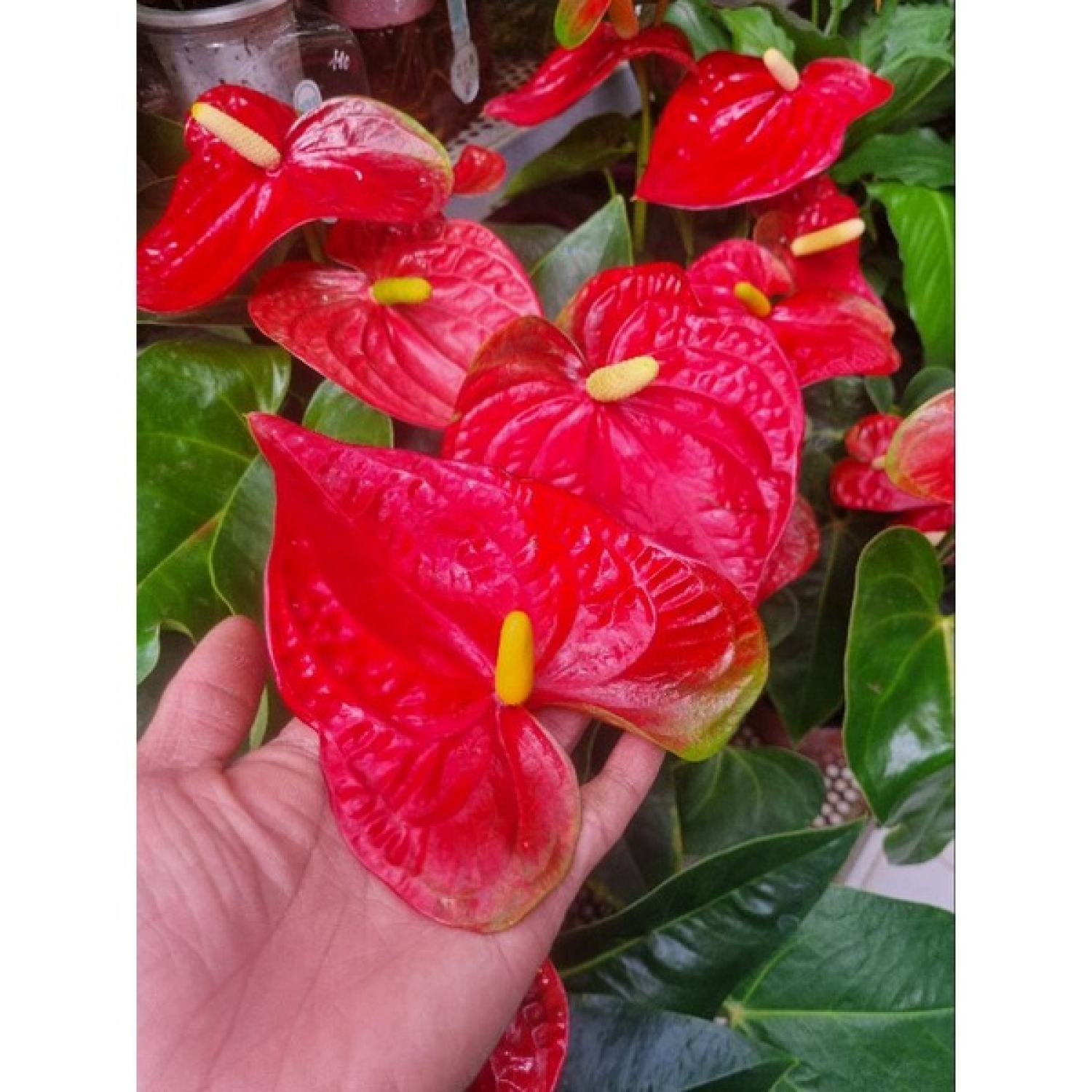 Chậu cây hồng môn đỏ (cây size lớn nhiều thân)