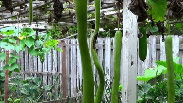 Hạt Giống Bầu Siêu Dài