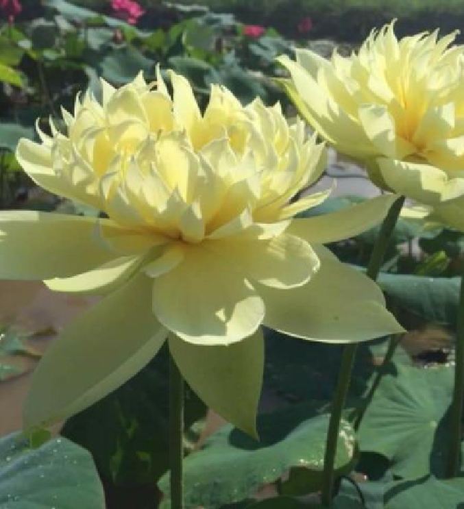 Hạt giống sen bạch diệp vàng-gói 5 hạt