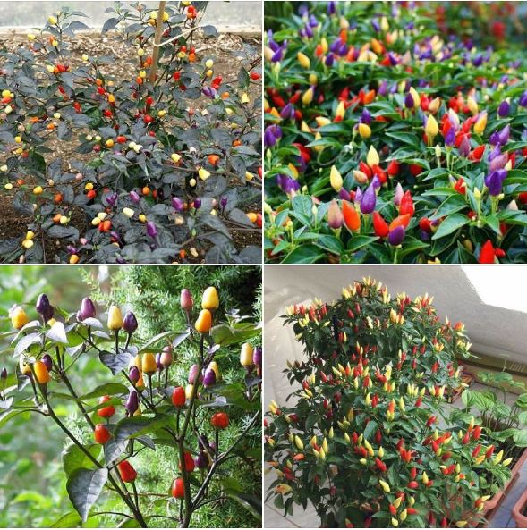 "Gói 30 Hạt " Hạt giống ớt ngũ sắc  ( ớt 7 màu )