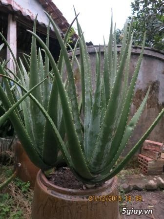 CÂY GIỐNG NHA ĐAM MỸ