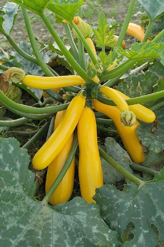 Hạt giống bí ngồi vàng - 20 hạt/gói