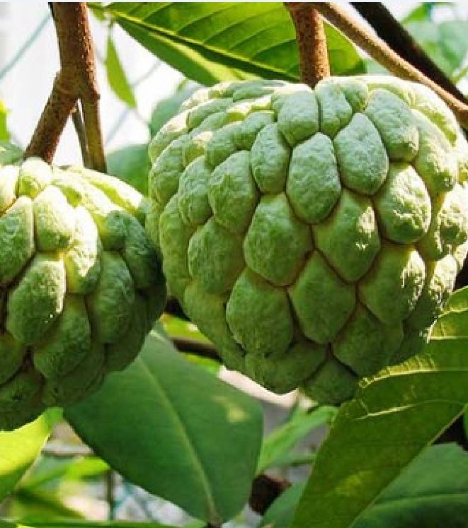 "Gói 10 "Hạt giống na dai lạng sơn [Seeds]