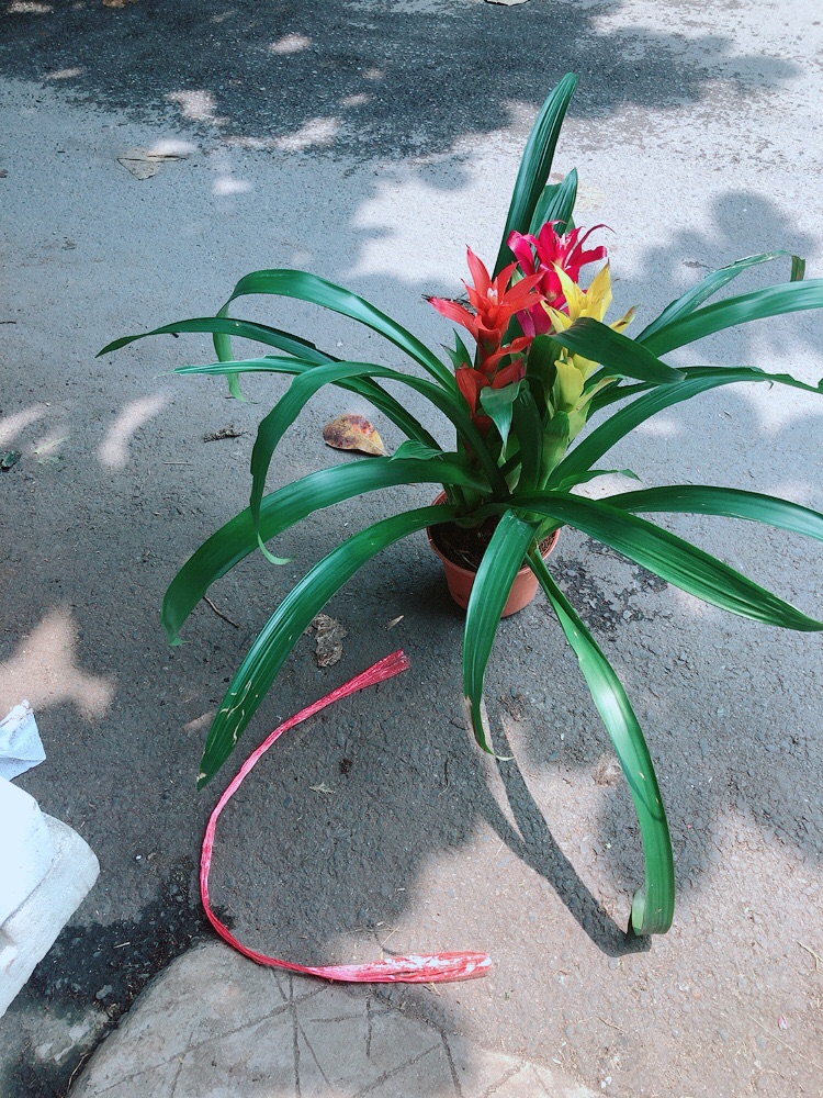 Cây Dứa Nến