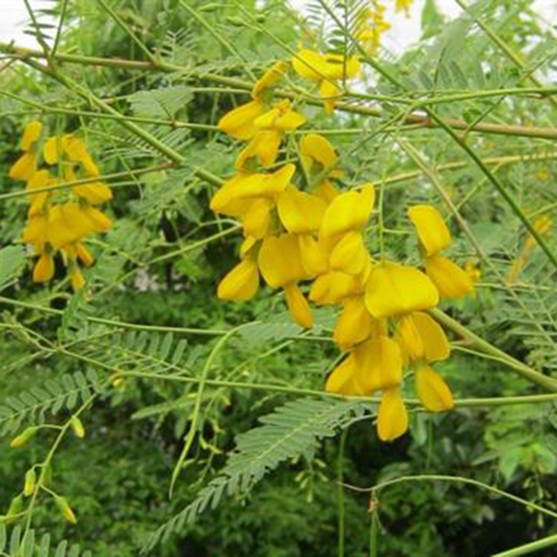 1g Hạt Giống Bông Điên Điển
