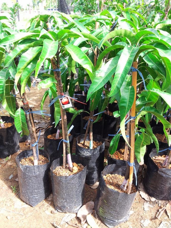 cây giống xoài tím