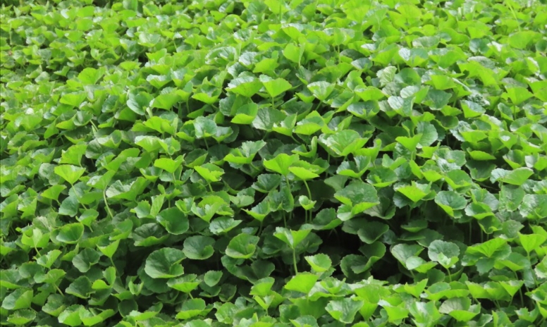 HẠT GIỐNG RAU MÁ gói 1gram