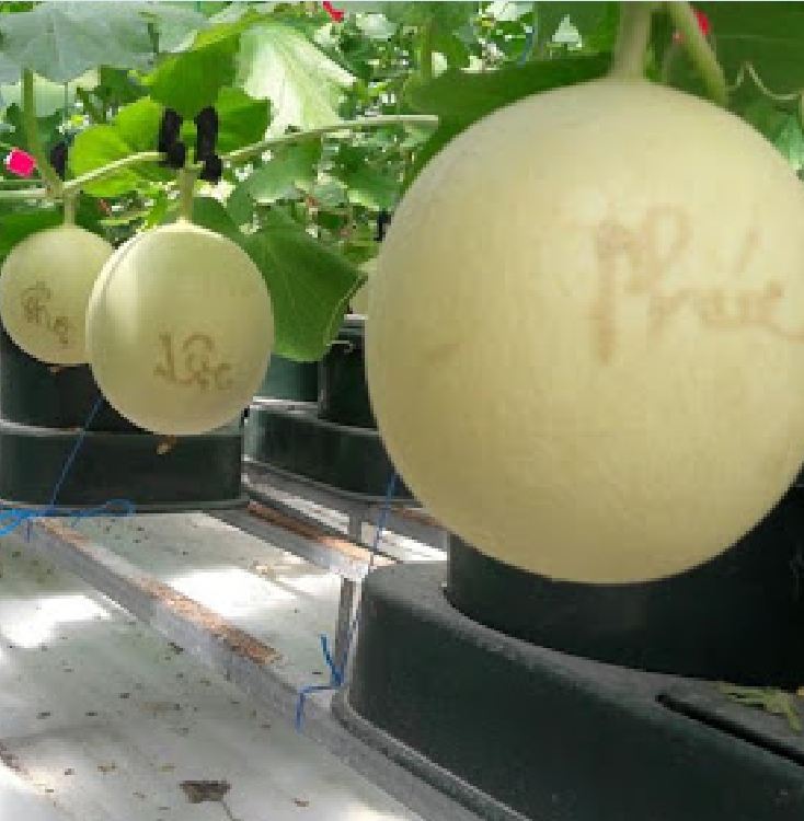 Hạt giống dưa Lưới vỏ vàng - 10 hạt/gói