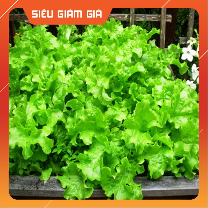 Hạt Giống Xà Lách Xoăn Sư Tử 5 Gram