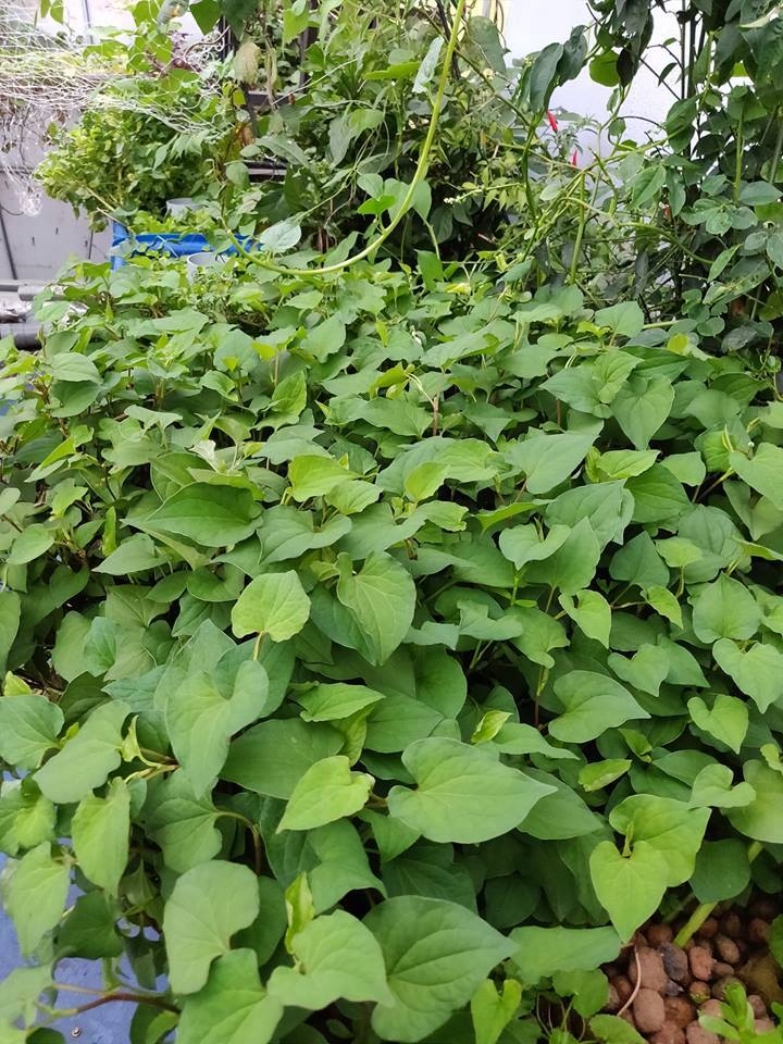 CÂY RAU DIẾP CÁ - BẦU CÂY GIỐNG NHIỀU THÂN +Tặng kèm phân trùn quế giúp cây lớn cực nhanh