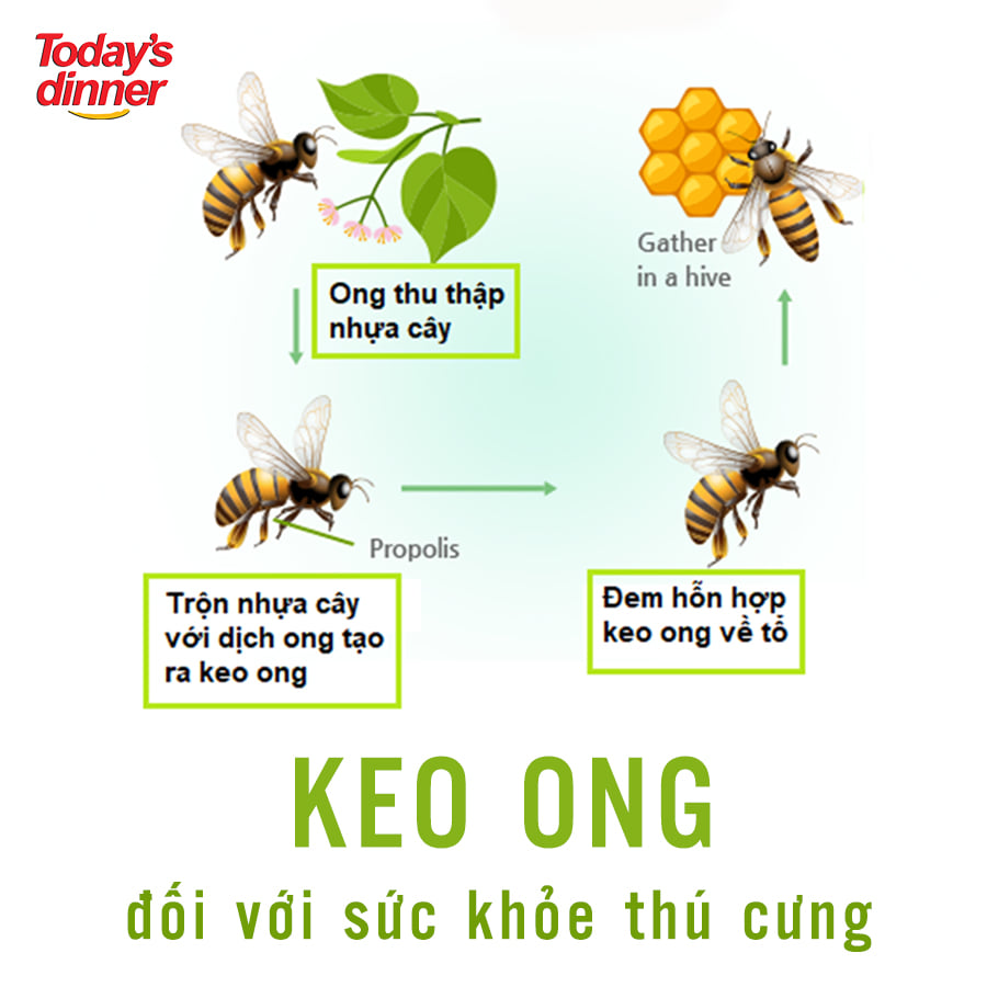 (Mua 1 TẶNG 2 HÀNG MẪU) Today's dinner 1kg -  Hạt thức ăn cho mèo mọi lứa tuổi