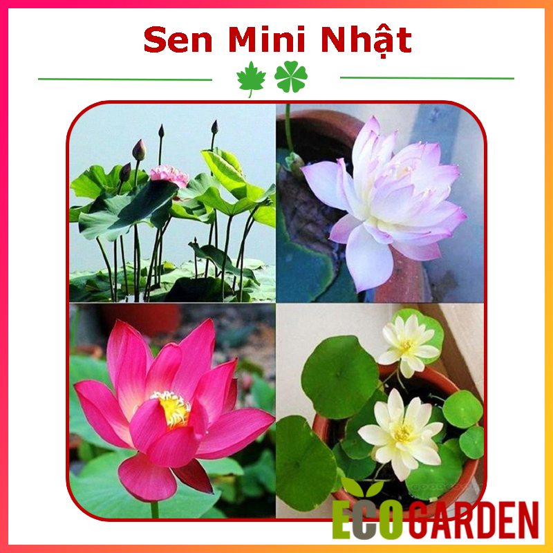 Hạt Giống Sen Mini Nhật