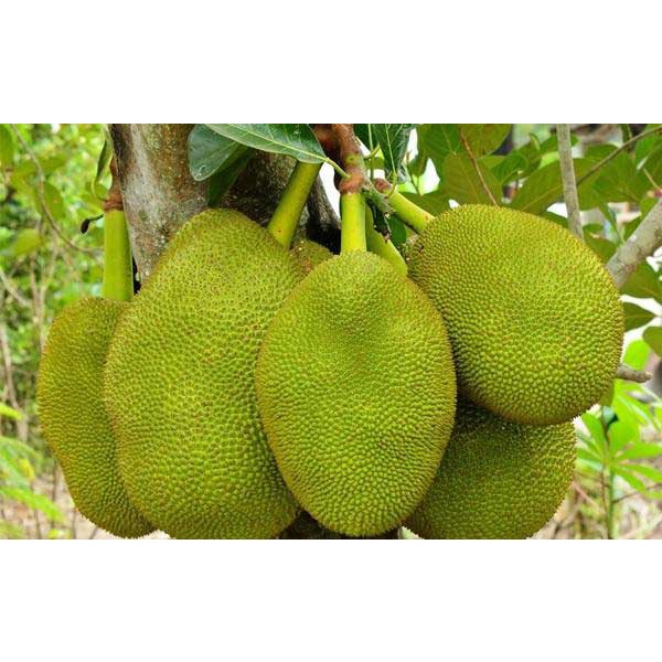 Cây Giống mít nghệ (cây giống bảo hành )