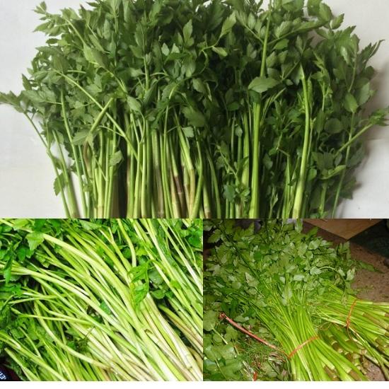 Rau Cần Nước - Chậu Rau