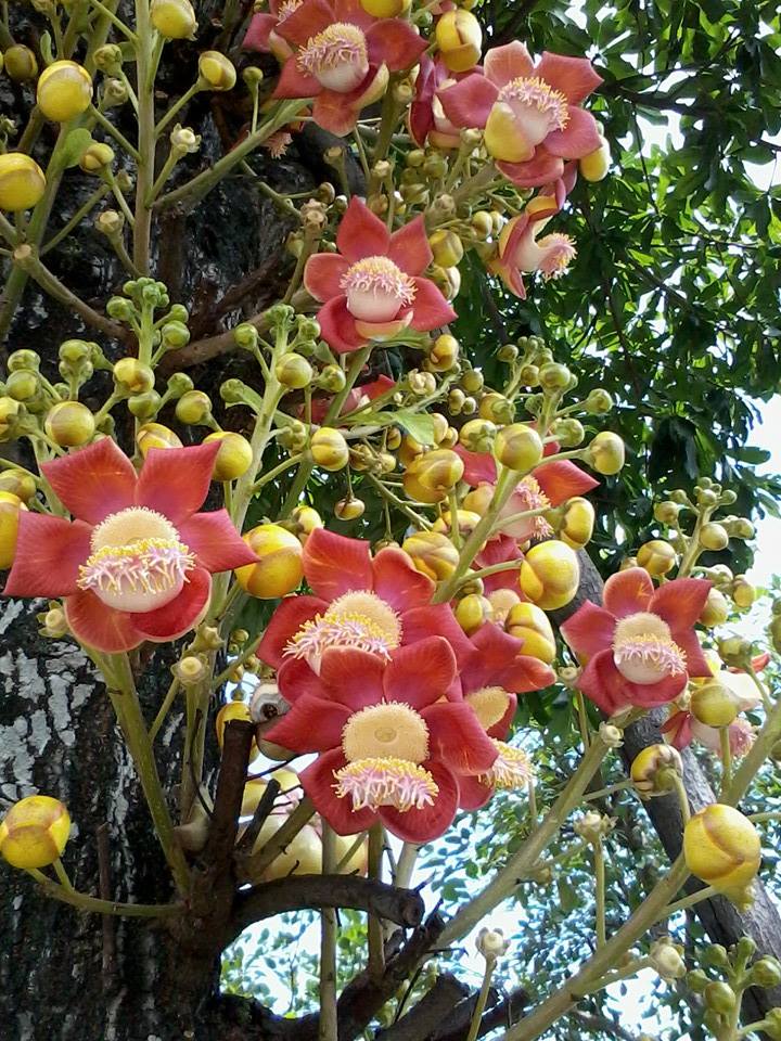 cây sala ấn độ giống