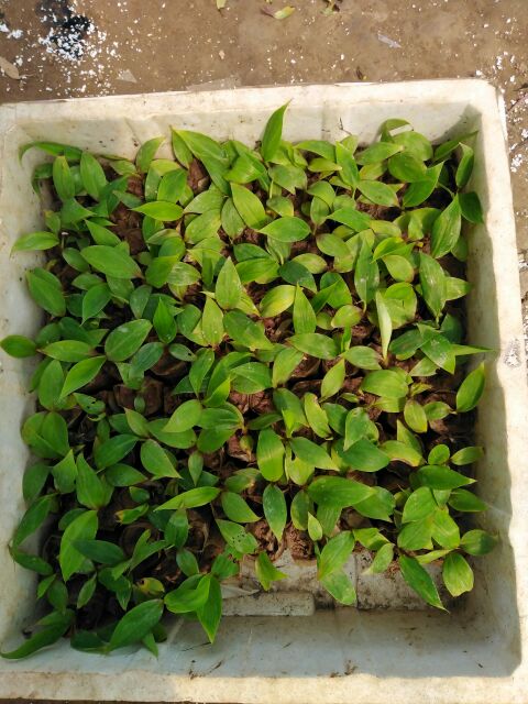 Cây giống chuối đỏ (combo 2 cây)