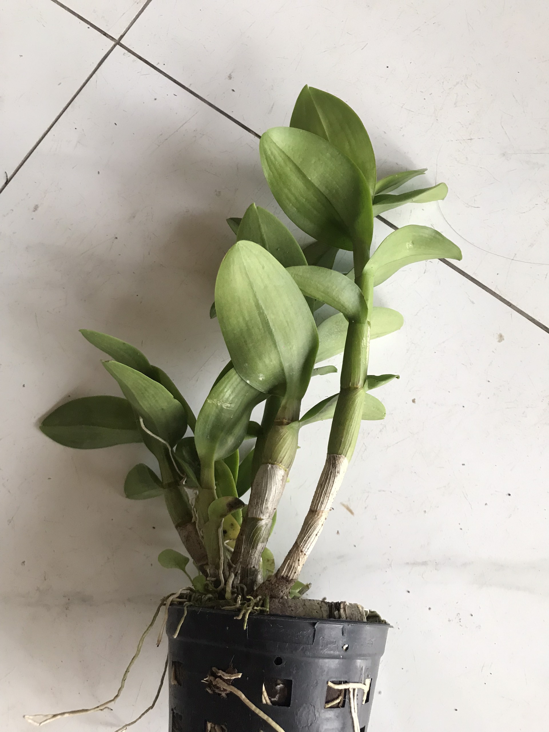 Hoa lan denro bò hồng