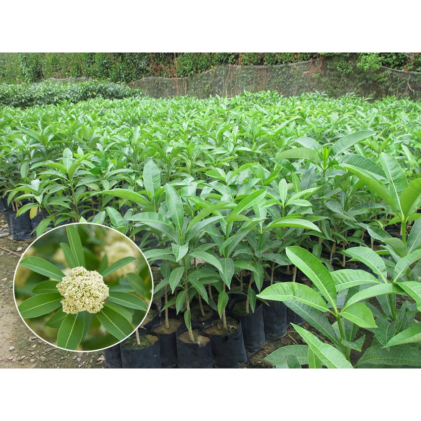 Cây giống hoa sữa