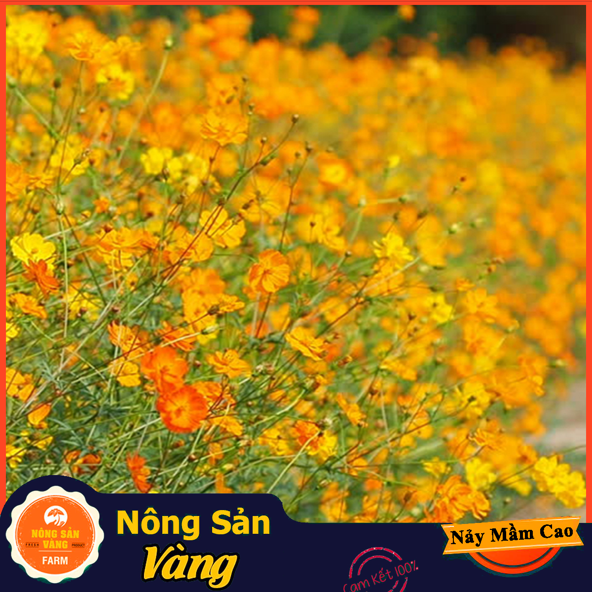 Star flower seeds (butterfly petals), beautiful flowers easy to sowing, Easy Care, weather sensitive, colorful (100 seeds pack)-shallow gold products