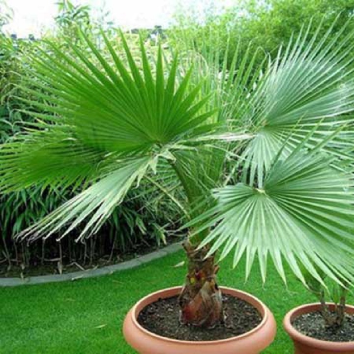 CÂY CỌ CẢNH SIÊU ĐẸP