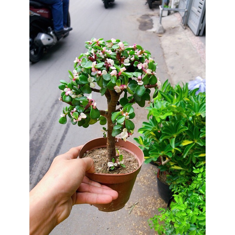 [HCM]Cây Cành Vàng Lá Ngọc