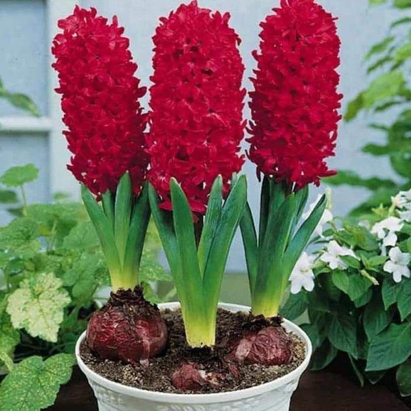 Củ hoa tiên ông(1 củ) HOA TẾT