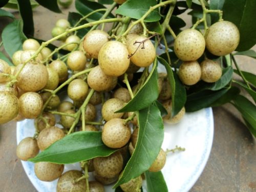 2 Cây Mắc Mật( MÓc Mật) Cao Trên 60cm