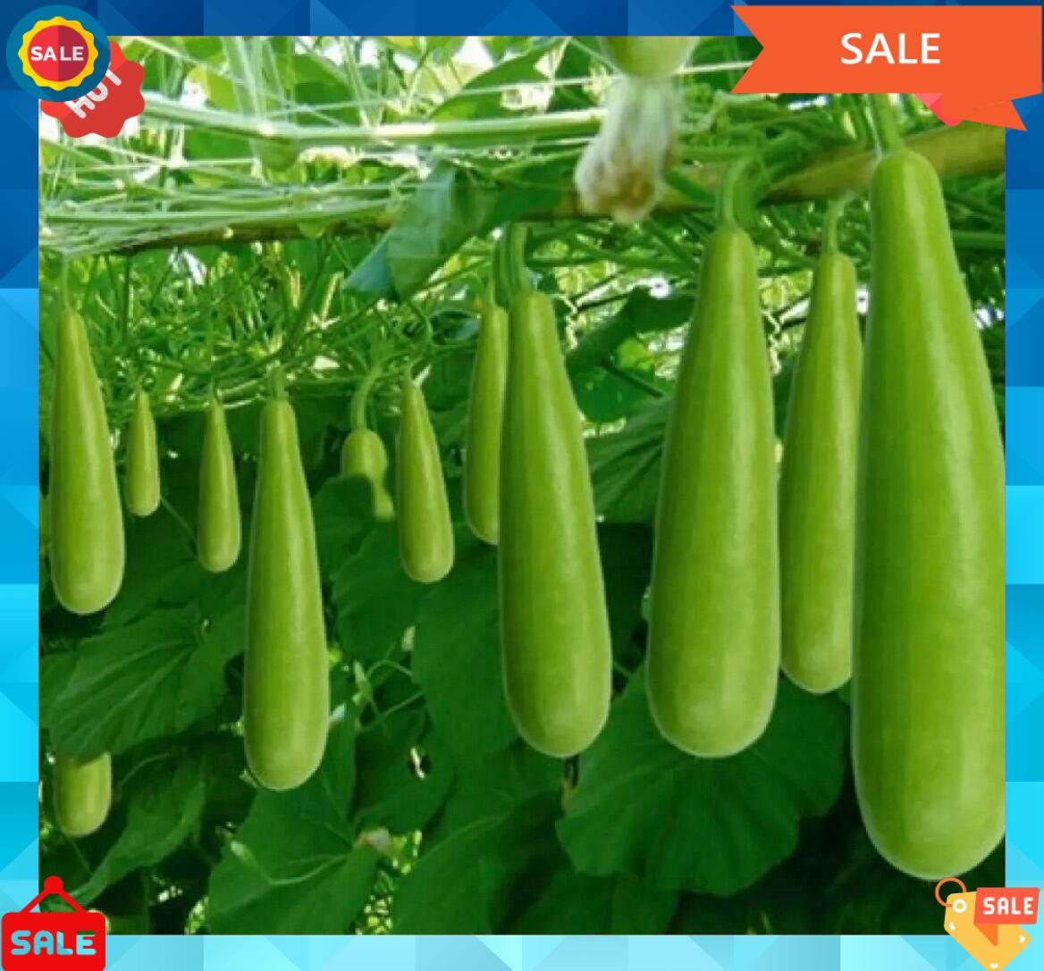 Hạt giống bầu xị