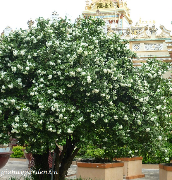 CHẬU CÂY NGUYỆT QUẾ LÙN BONSAI