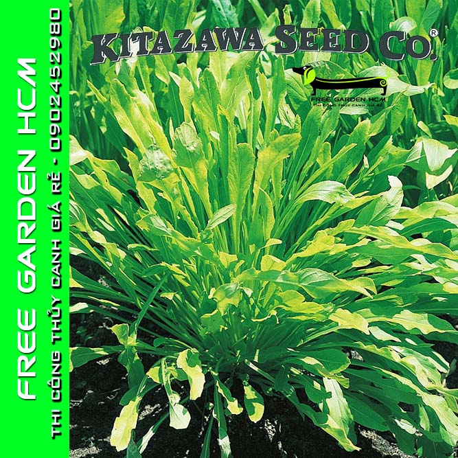 COMBO 1500 HẠT GIỐNG CẢI MIBUNA EARLY  – Kitazawa – Mỹ