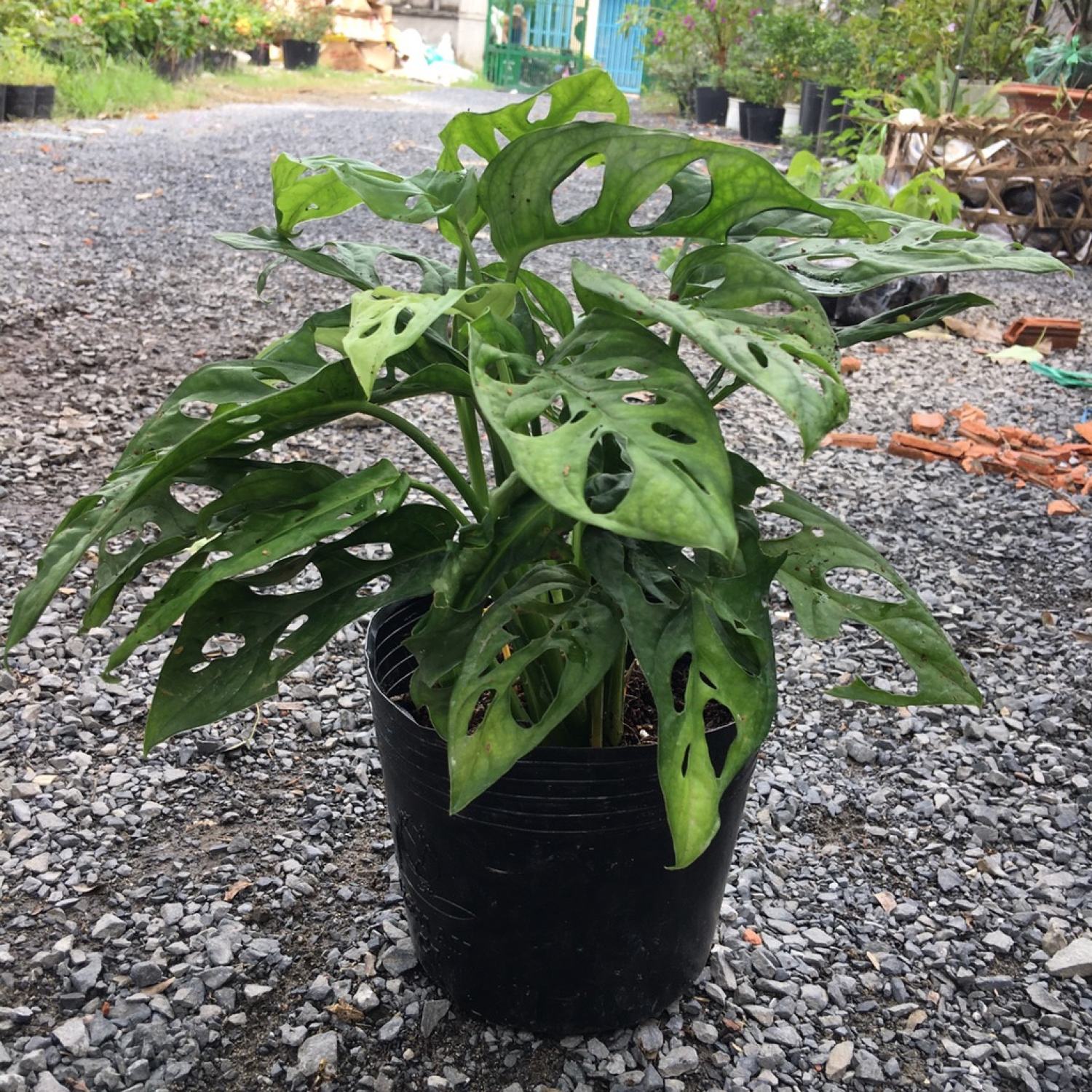 Cây Trầu Bà Lỗ để bàn - Monstera obliqua