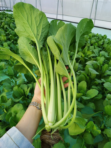 20 Gram Bịch Hạt Giống Cải Ngọt Rạng Đông
