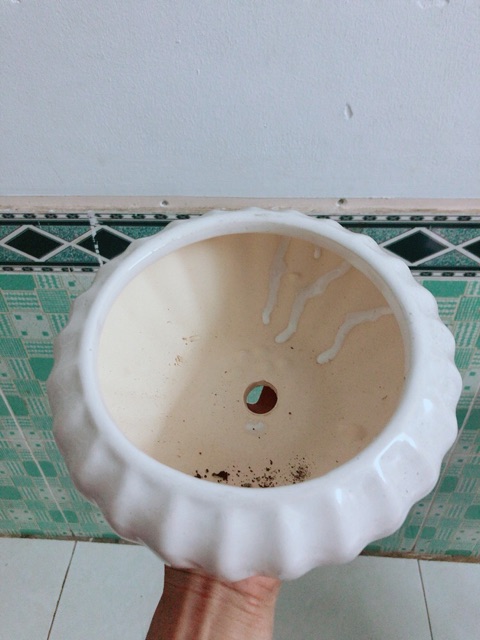 Chậu Sứ Trồng Cây