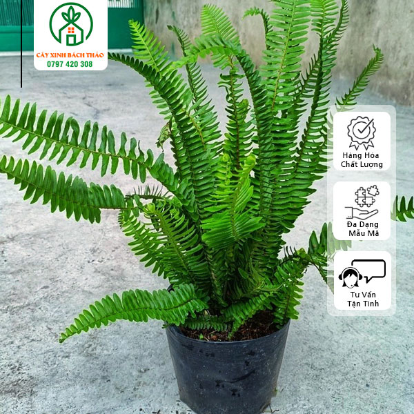 Cây Dương Xỉ Lá Me Trồng Sân Vườn