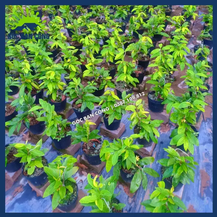 Cây Mai Vàng Bonsai Mini Gốc Quái