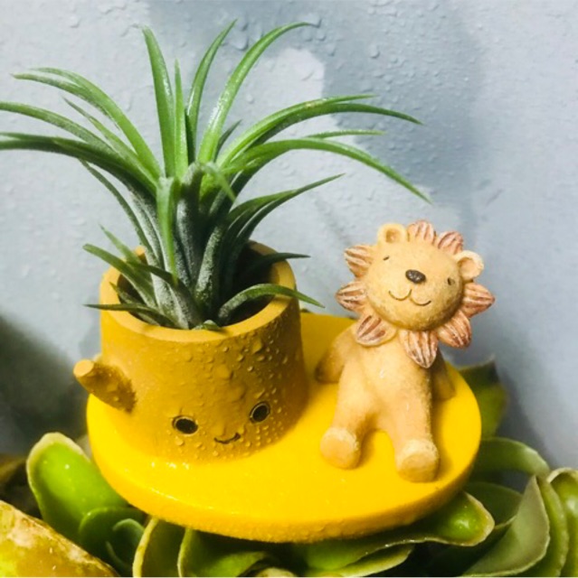 Cây Không Khí Thạch Thảo