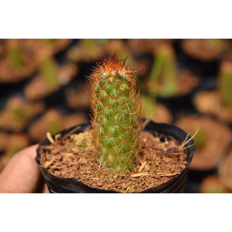 Xương Rồng Thạch Trụ Thiên Cây Đơn