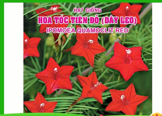 [HCM]HẠT GIỐNG HOA TÓC TIÊN ĐỎ (DÂY LEO)  bịch 0.5 gr