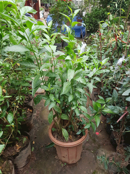 Dạ lý hương bầu to