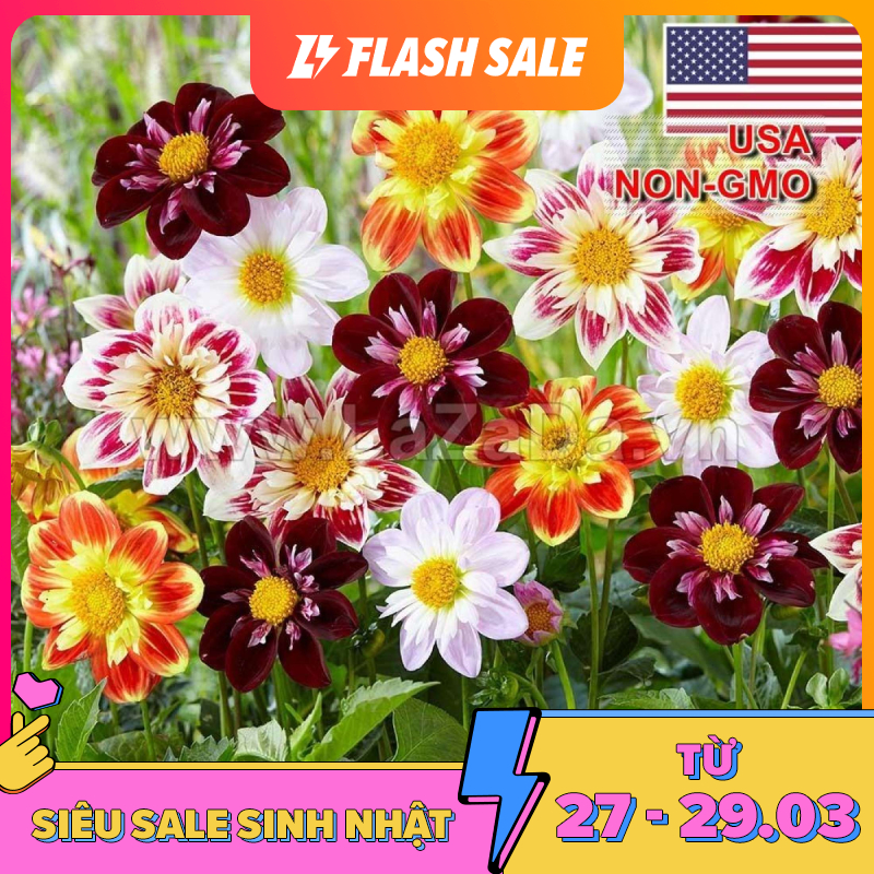 3GRAM 350.HAT Hạt Giống Thược Dược Kim Cương Mix Màu (KD| -KD: B30*V12*M380)