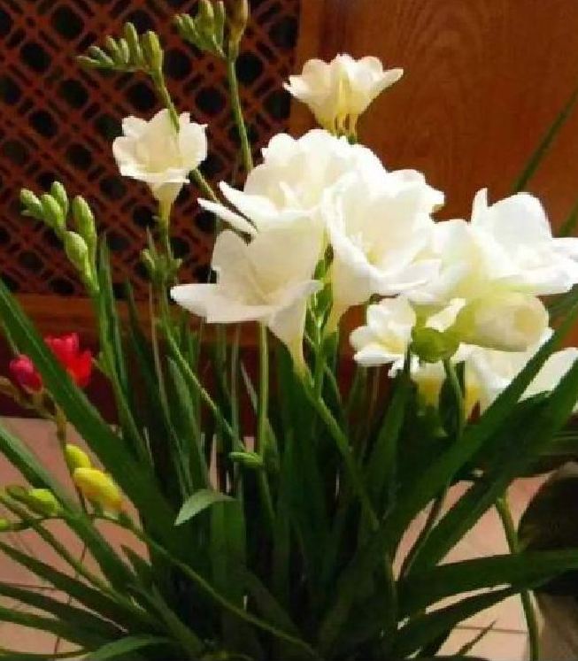 White South African Orchid Bulbs (1 Bulb with 1 Seedling Capsule)