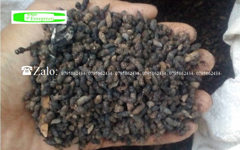 Phân Dơi Thuận Phát 500g | Phân Hữu Cơ Tự Nhiên, Làm Xốp Đất, Dưỡng Cây Hiệu Quả