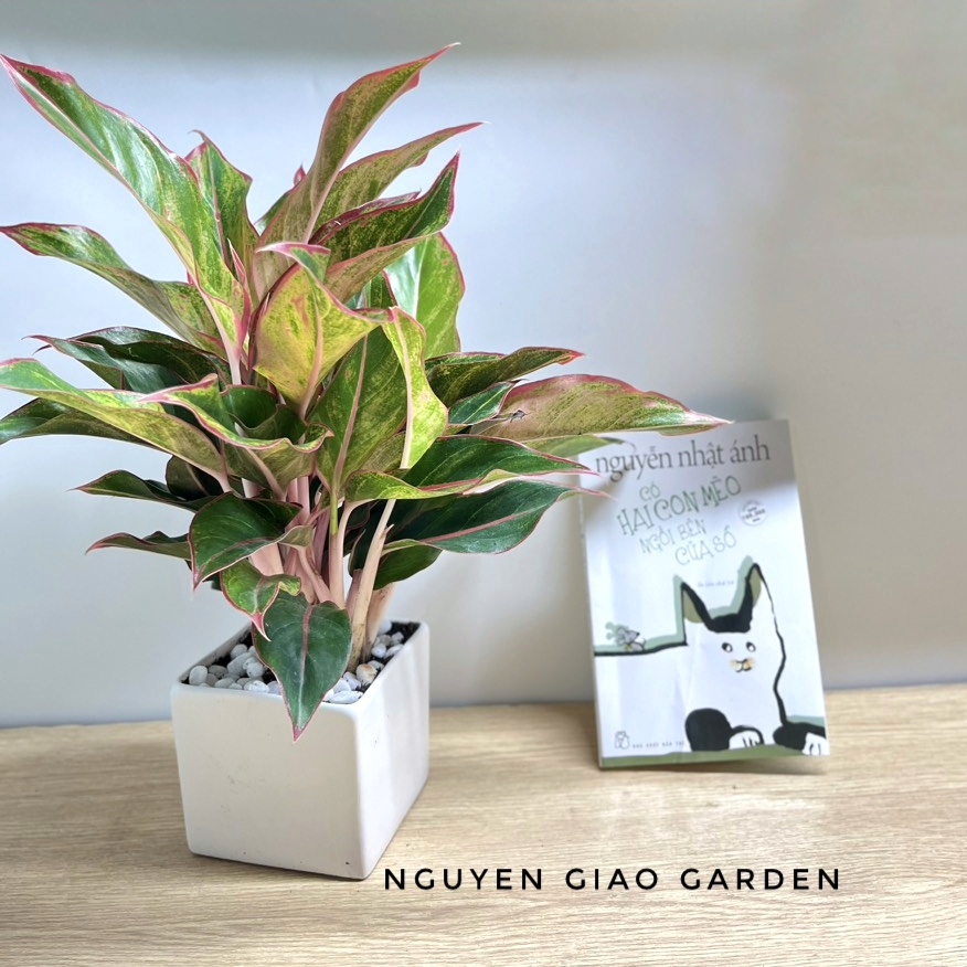 Cây phú quý chậu sứ vuông để bàn