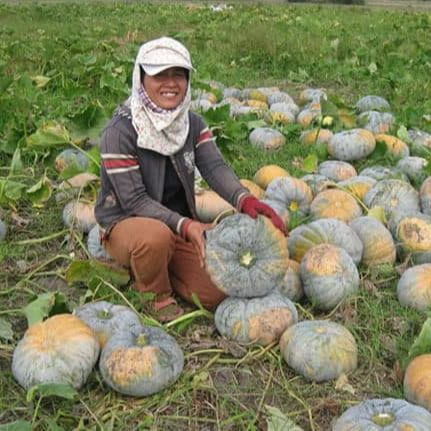 [HCM]10 Hạt giống bí đỏ tròn lai