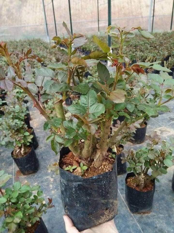 COMBO 3 GỐC HỒNG THÂN GỖ 2 BỤI