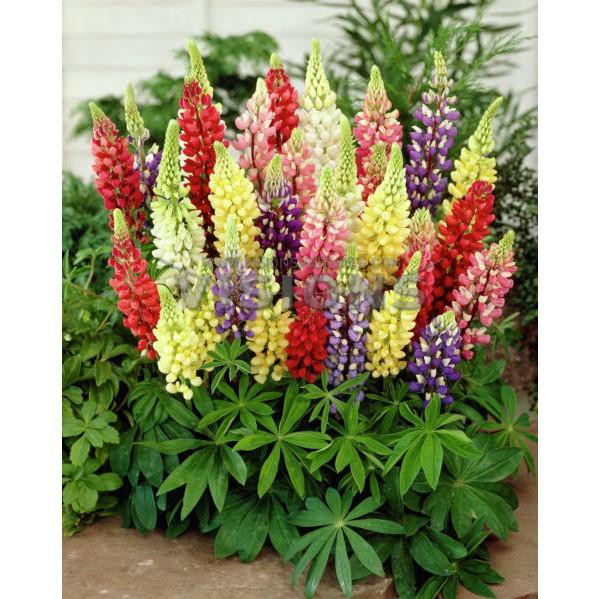 Gói 50 hạt giống đậu lupin
