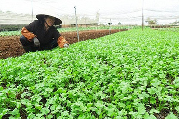 Hạt Giống Rau Mùi - Ngò Ta